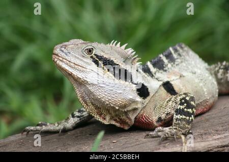 Eastern Water Dragon im Lone Pine Koala Sanctuary Stockfoto