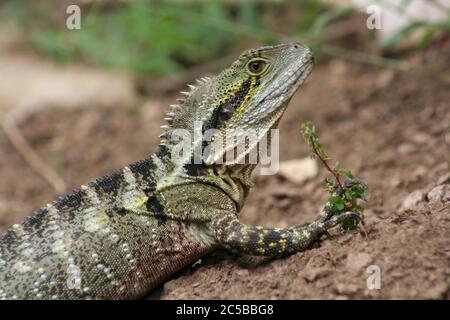 Eastern Water Dragon im Lone Pine Koala Sanctuary, Brisbane Stockfoto