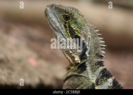 Eastern Water Dragon im Lone Pine Koala Sanctuary, Brisbane Stockfoto