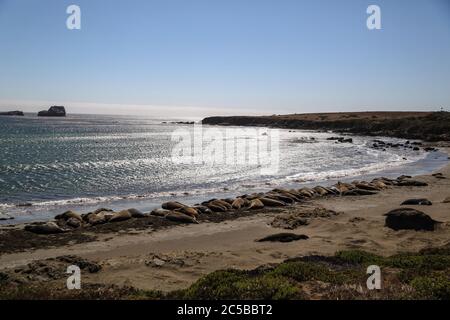 Elefantenrobben am Strand von San Simeon, Kalifornien. Stockfoto