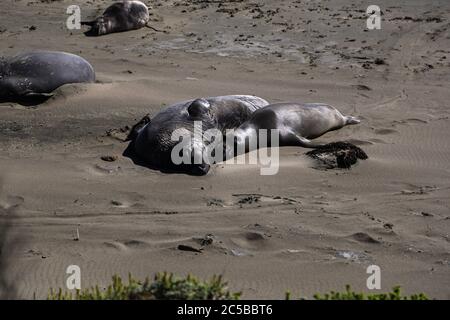 Elefantenrobben am Strand von San Simeon, Kalifornien. Stockfoto