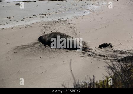 Elefantenrobben am Strand von San Simeon, Kalifornien. Stockfoto