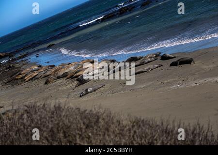 Elefantenrobben am Strand von San Simeon, Kalifornien. Stockfoto