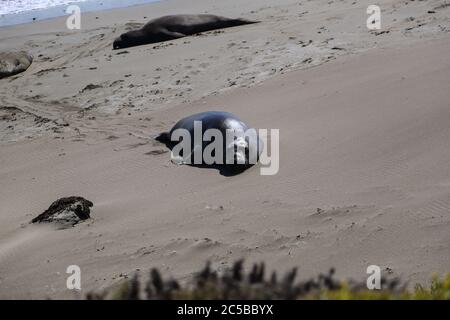 Elefantenrobben am Strand von San Simeon, Kalifornien. Stockfoto