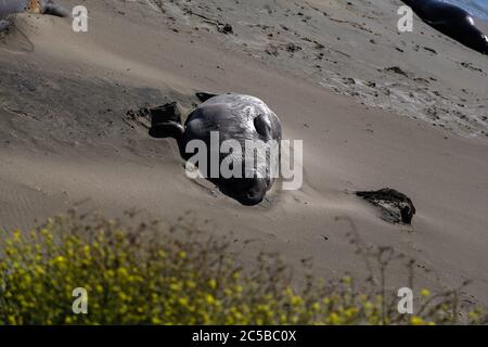 Elefantenrobben am Strand von San Simeon, Kalifornien. Stockfoto