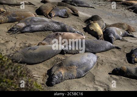 Elefantenrobben am Strand von San Simeon, Kalifornien. Stockfoto