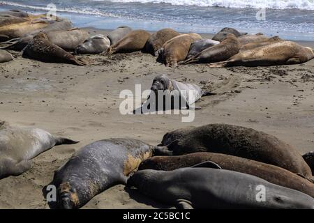 Elefantenrobben am Strand von San Simeon, Kalifornien. Stockfoto