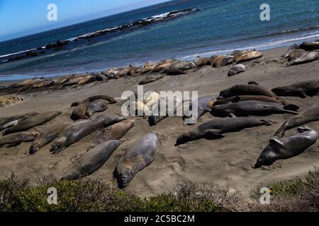 Elefantenrobben am Strand von San Simeon, Kalifornien. Stockfoto