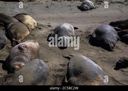 Elefantenrobben am Strand von San Simeon, Kalifornien. Stockfoto