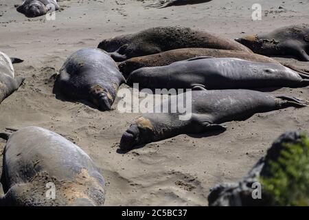 Elefantenrobben am Strand von San Simeon, Kalifornien. Stockfoto