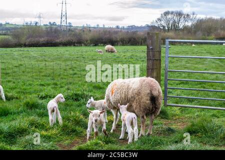 Lämmer und Schafe auf einem Feld in Rutland, England Stockfoto