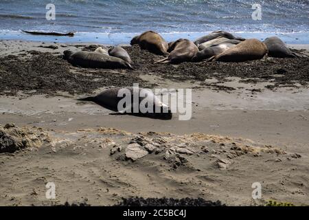 Elefantenrobben am Strand von San Simeon, Kalifornien. Stockfoto