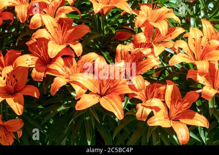 Tawny Daylily (Hemerocallis fulva), blühend, Mitte Sommer, E USA, von James D. Coppinger/Dembinsky Photo Assoc Stockfoto