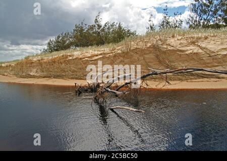 Tea Tree Creek, Fraser Island Stockfoto