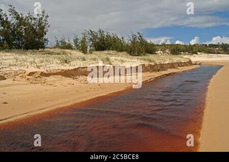 Tea Tree Creek, Fraser Island Stockfoto