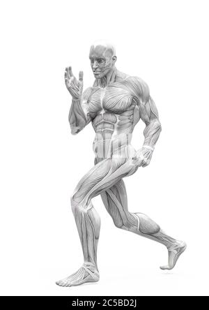 Muscleman Anatomie heroischen Körper tun einen Kampf Pose ein in weißem Hintergrund, 3d-Illustration Stockfoto