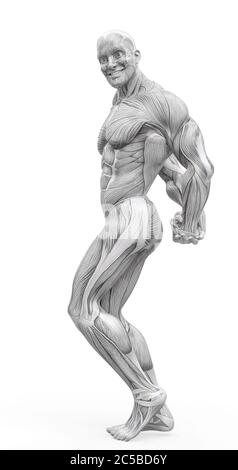 Muscleman Anatomie heroischen Körper tun einen Bodybuilder Pose acht in weißem Hintergrund, 3d-Illustration Stockfoto