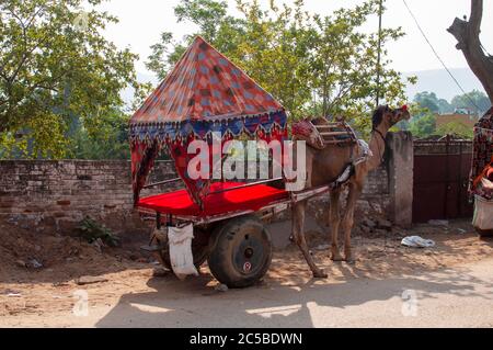 Das Kamel ist Teil der Landschaft von Rajasthan; die Ikone der Wüste Staat, Teil seiner kulturellen Identität, und ein wirtschaftlich wichtiges Tier für Stockfoto