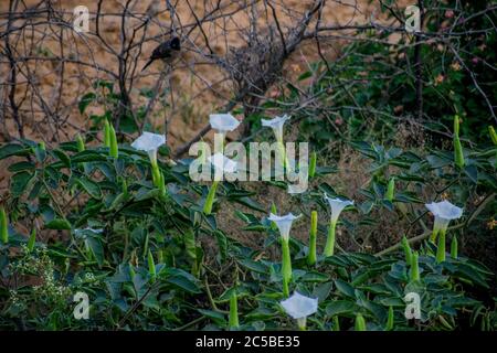 Datura ist eine Gattung von neun Arten von giftigen Vespertine blühenden Pflanzen aus der Familie Solanaceae. Sie werden allgemein als Dornäpfel bekannt Stockfoto