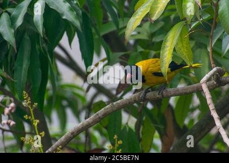 Der schwarze Kapuzeneriole gehört zur Oriole Familie der Singvögel und ist ein im tropischen Südasien ansässiger Züchter aus Indien und Sri LAN Stockfoto