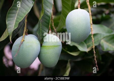 Eine Mango ist eine saftige Steinfrucht, die aus zahlreichen tropischen Baumarten der blühenden Pflanzengattung Mangifera hergestellt wird, die meist für Fo angebaut wird Stockfoto