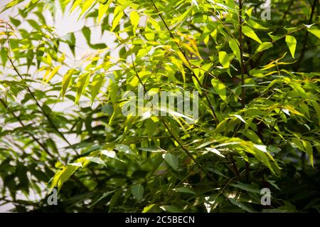 Azadirachta indica, allgemein bekannt als Neem, Nimtree oder indische Flieder, ist ein Baum in der Familie der Mahagoni Meliaceae Stockfoto