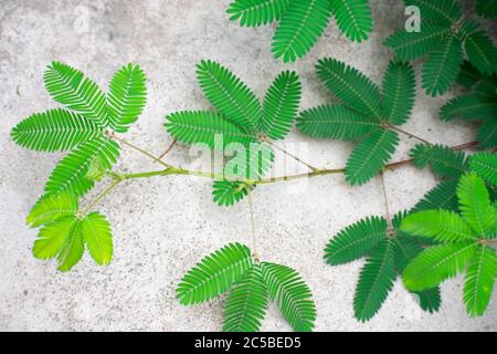 Mimosa pudica ist eine kriechende einjährige oder mehrjährige Blütenpflanze der Familie der Erbsen/Hülsenfrüchte Fabaceae und Magnoliopsida Taxon Stockfoto