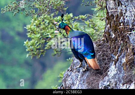 Ein Monal ist ein Vogel der Gattung Lophophorus der Fasanenfamilie Phasianidae. Es gibt drei Arten Stockfoto