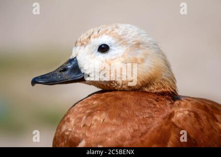 Süße Ente. Vogel: Ruddy Shelduck. Natur Hintergrund. Stockfoto