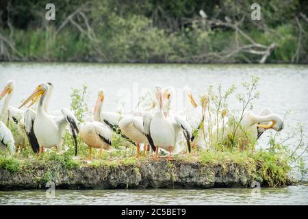 Schwarm amerikanischer weißer Pelikane (Pelecanus erythrorhynchos) auf einer winzigen Insel auf einem See im Coyote Hills Regional Park, Kalifornien. Stockfoto