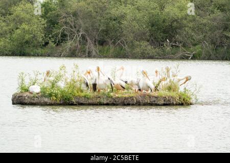 Schwarm amerikanischer weißer Pelikane (Pelecanus erythrorhynchos) auf einer winzigen Insel auf einem See im Coyote Hills Regional Park, Kalifornien. Stockfoto