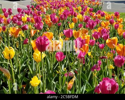 Gelbe, rote und rosa Tulpen auf einem Bett aus grünen Stielen und Blättern im späten Frühjahr. Stockfoto