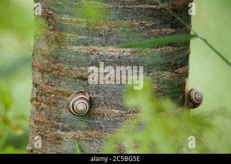 Nahaufnahme von zwei Schnecken, die auf einem Baumstamm kriechen Stockfoto