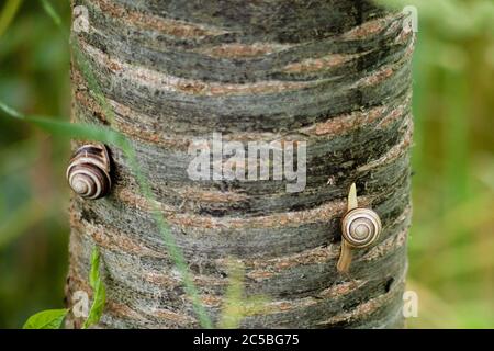 Nahaufnahme von zwei Schnecken, die auf einem Baumstamm kriechen Stockfoto