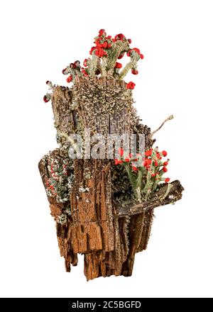 Ausschnitt von Cladonia cristatella oder britischen Soldaten Lichen, die auf einem alten hölzernen Zaunpfosten in West Virginia vor weißem Hintergrund wachsen Stockfoto