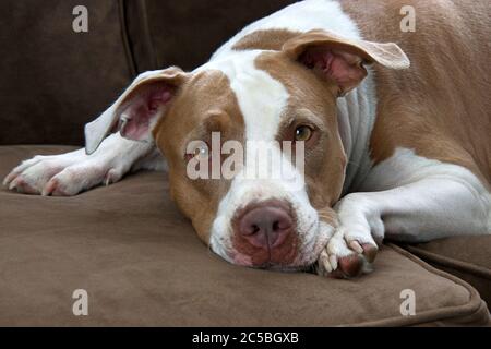 Weiß und braun Boxerwelpe liegt auf einem braunen Sofa direkt auf den Betrachter Stockfoto