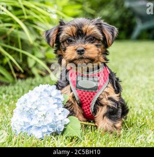 Niedlicher Yorkshire Terrier Welpe sitzt neben blauen Hortensien Stockfoto