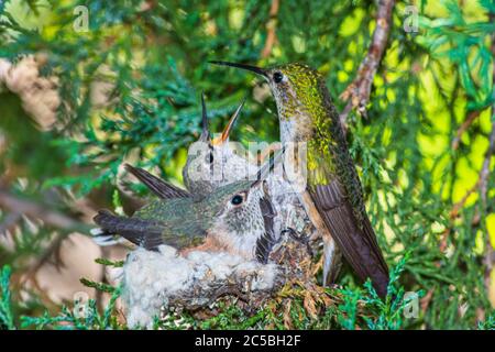 Weibliche Breiten-tailed Kolibri (Selasphorus platycercus) mit Jungen im Nest von Rocky Mountain Wacholder, Castle Rock Colorado USA. Foto im Juli. Stockfoto