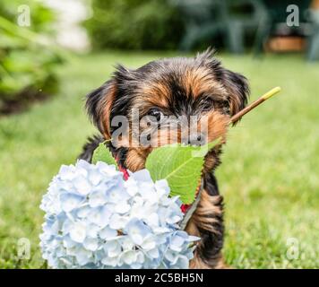 Niedlicher Yorkshire Terrier Welpe spielt mit einer blauen Hortensien Stockfoto