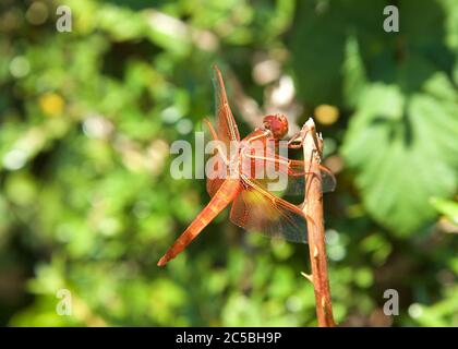Nahaufnahme eines Flammenschaufels oder Feuerrackerskimmer, einer gemeinsamen Libellulidae, die im westlichen Nordamerika auf einem Busch thront. Stockfoto
