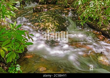 Hidden Stream zwischen den Rhododendrons entlang des Blue Ridge Parkway in North Carolina Stockfoto