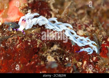 Aeolid Nudibranch, Pteraeolidia Ianthina, West Ridge Tauchplatz, Sipadan Island, Sabah, Malaysia, Celebes Sea Stockfoto