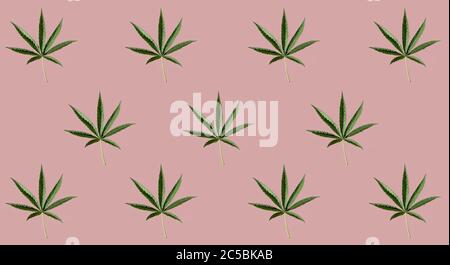 Muster aus grünen Cannabisblättern auf einem rosa Hintergrund. Stockfoto