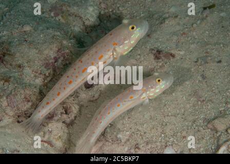 Paar von Orange gestrichelten Gobies, Valenciennea puellaris, auf Sand, Maki Point Tauchplatz, Kapalai Insel, in der Nähe von Sipadan Insel, Sabah, Malaysia, Celebes See Stockfoto