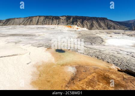 Nahaufnahme des Thermalgebiets der Canary Spring vulkanischen Quelle auf der Hauptterrasse von Mammoth Hot Springs im Yellowstone National Park, USA. Stockfoto