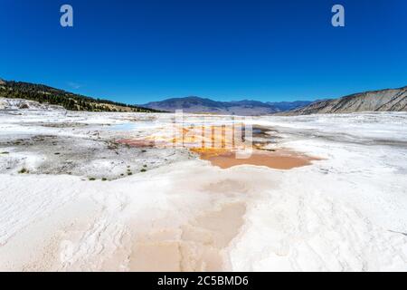 Nahaufnahme des Thermalgebiets der Canary Spring vulkanischen Quelle auf der Hauptterrasse von Mammoth Hot Springs im Yellowstone National Park, USA. Stockfoto