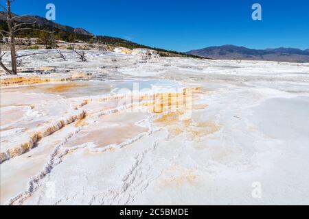 Nahaufnahme des Thermalgebiets der Canary Spring vulkanischen Quelle auf der Hauptterrasse von Mammoth Hot Springs im Yellowstone National Park, USA. Stockfoto