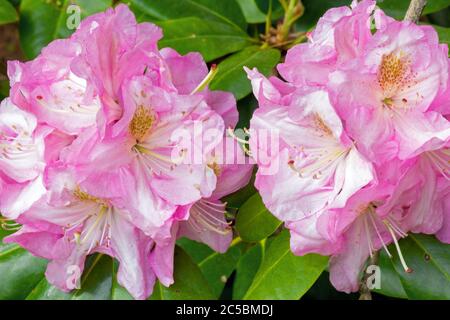 Nahaufnahme von Azaleen in voller Blüte Stockfoto