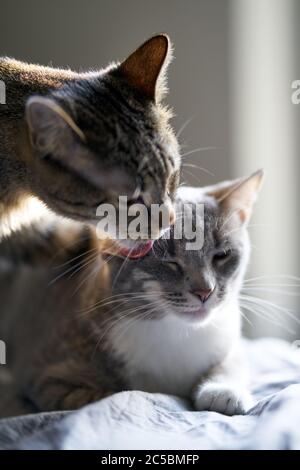 Tabby Katze Baden eine weitere tabby Katze im Haus Stockfoto