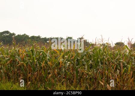 Mais bereit für die Ernte.Maisfeld am Abend.Süße Mais trockene Farm Feld Ernte auf weißem Himmel Hintergrund. Trockener Mais.Landschaftsansicht von Manitoba agricu Stockfoto